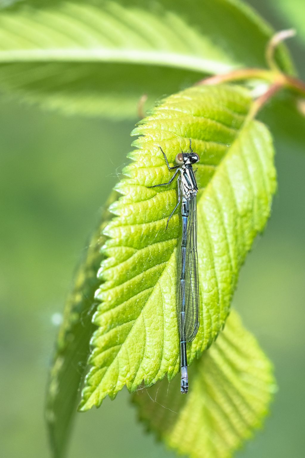 Coenagrion puella