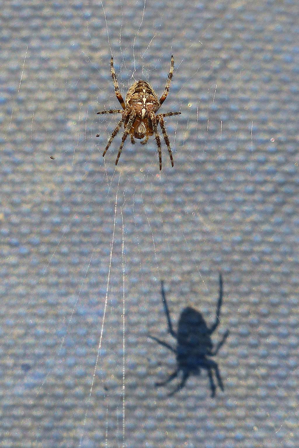 Araneus diadematus -  Cigli (CN)