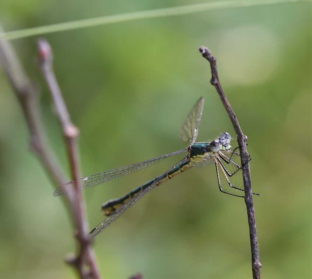 Altro Lestidae da determinare: Lestes dryas