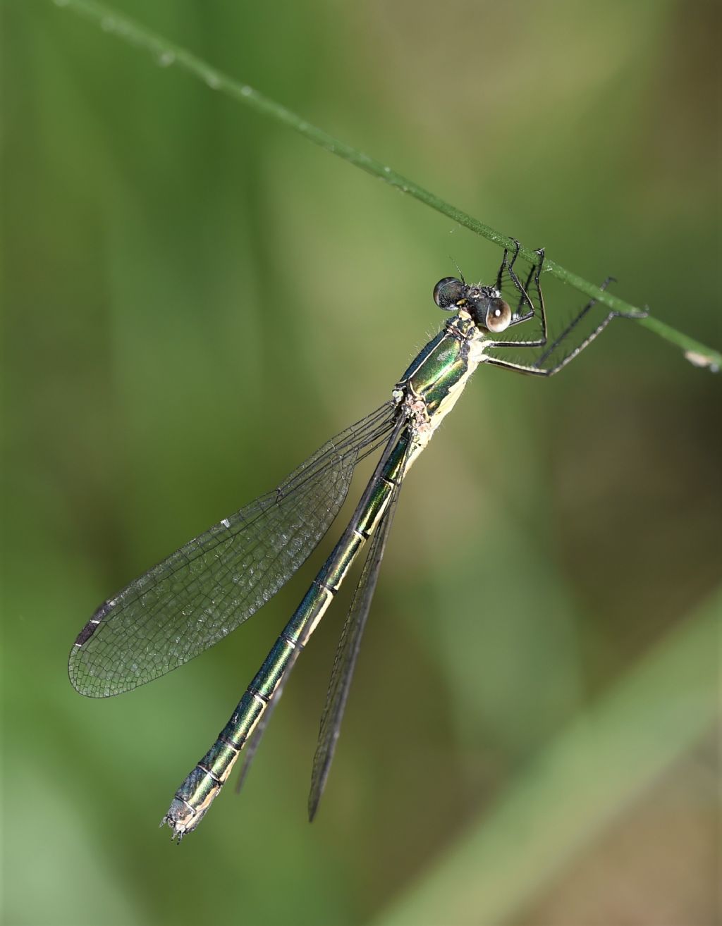 Altro Lestidae da determinare: Lestes dryas