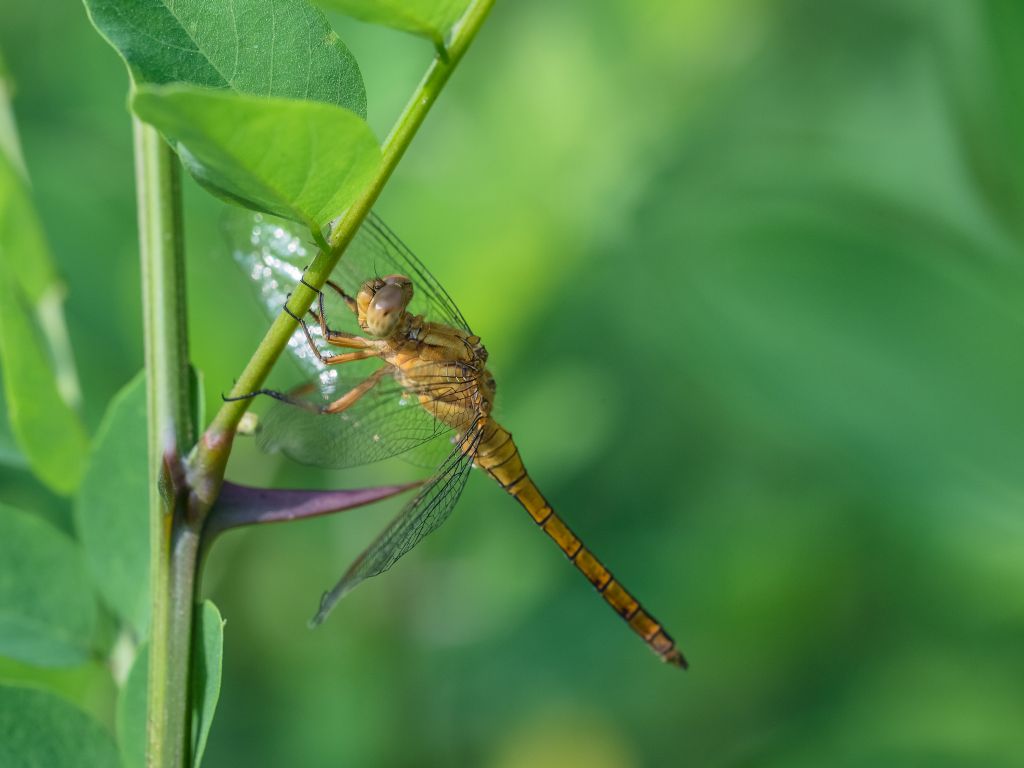 Orthetrum coerulescens