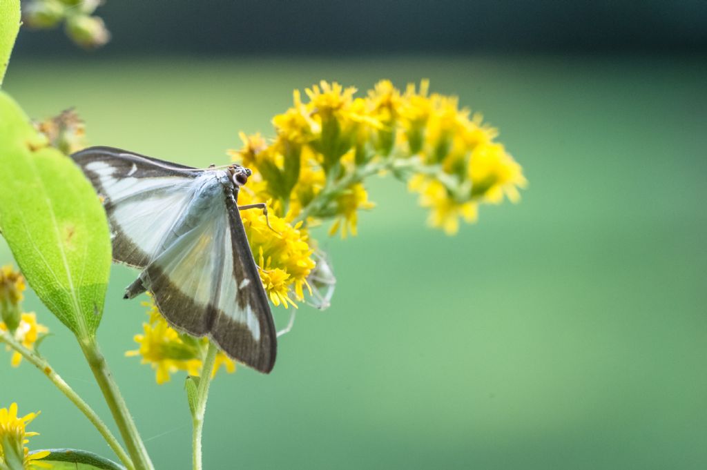 Lepidottero da determinare: Cydalima perspectalis - Crambidae