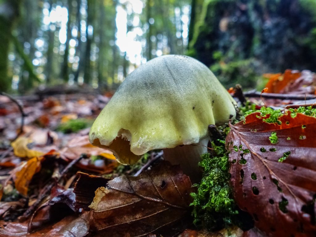 Fungo da deteminare (Francia)