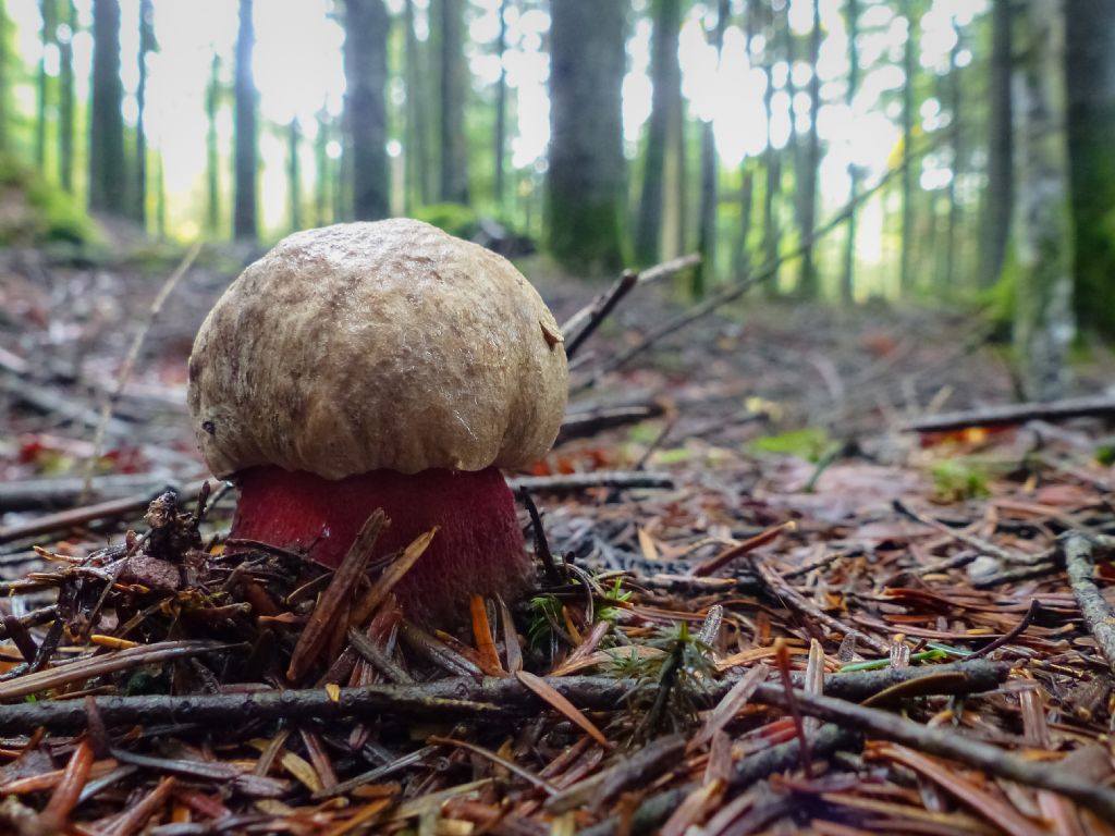 Boletus calopus?