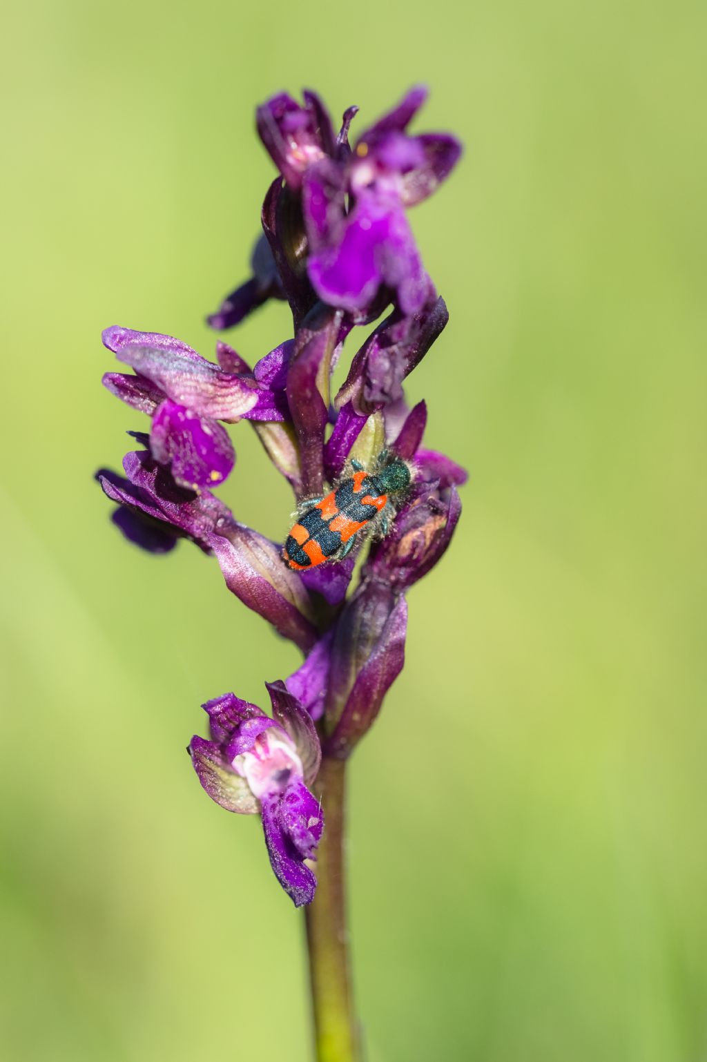 Cleridae: Trichodes alvearius? S.