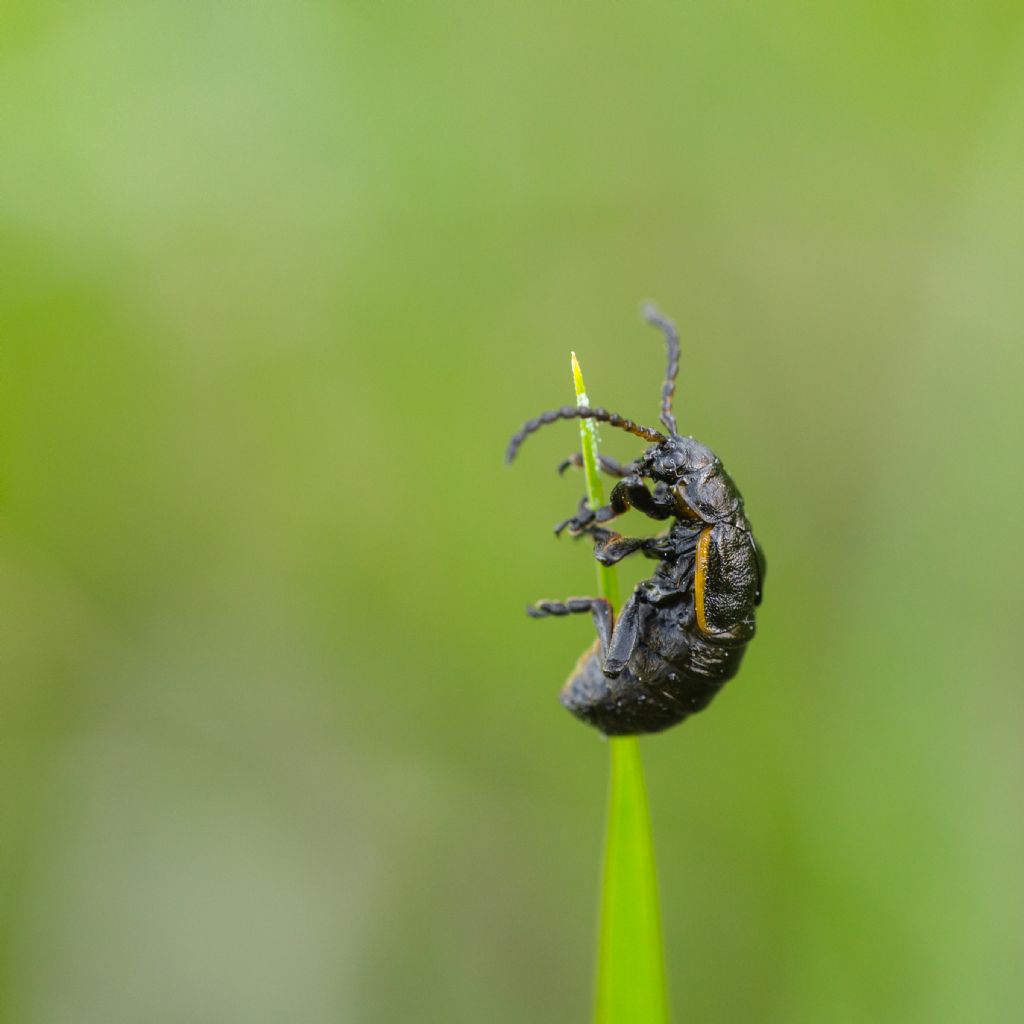 Chrysomelidae: Arima marginata? S.