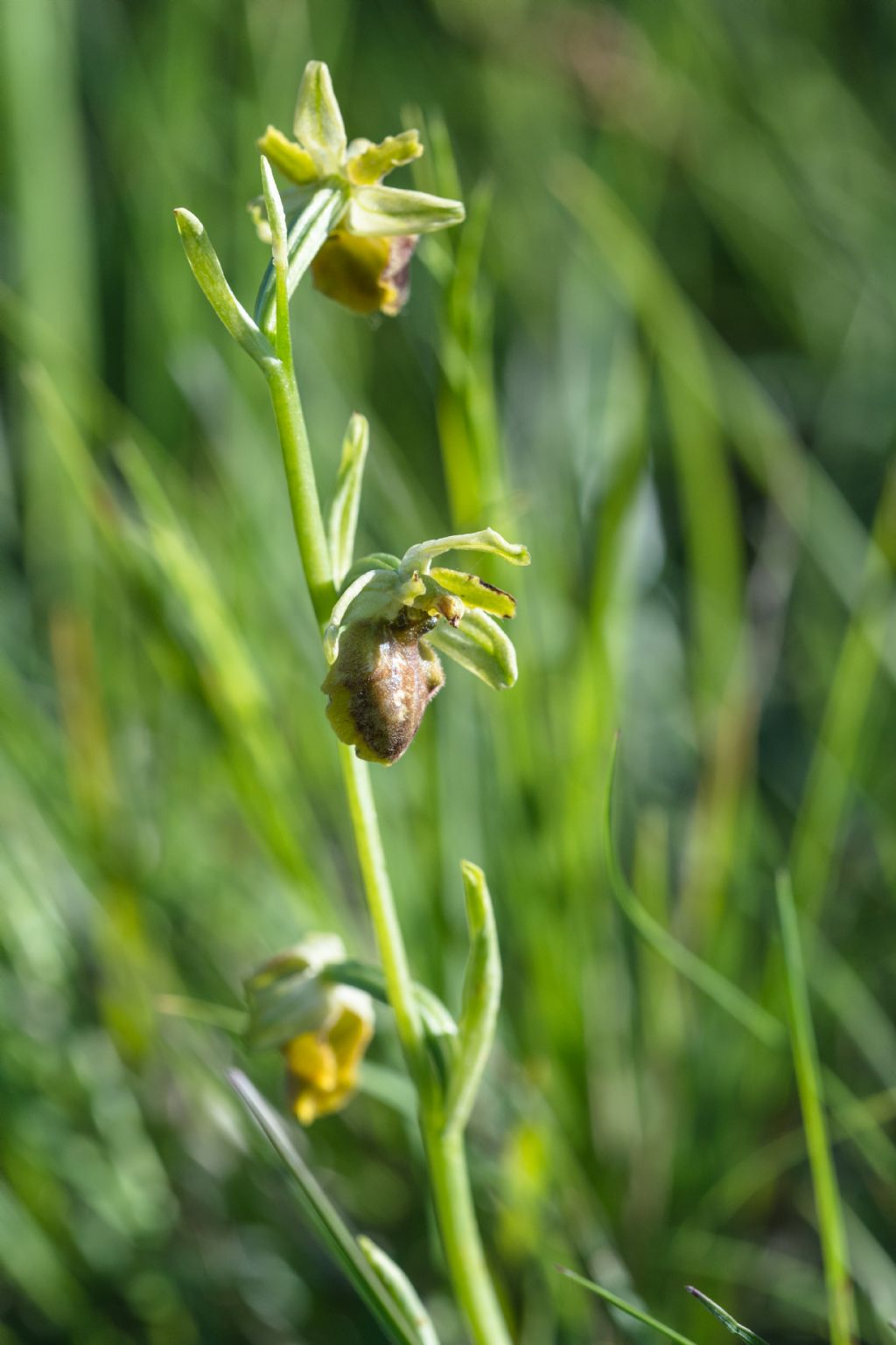 Orchidea da identificare