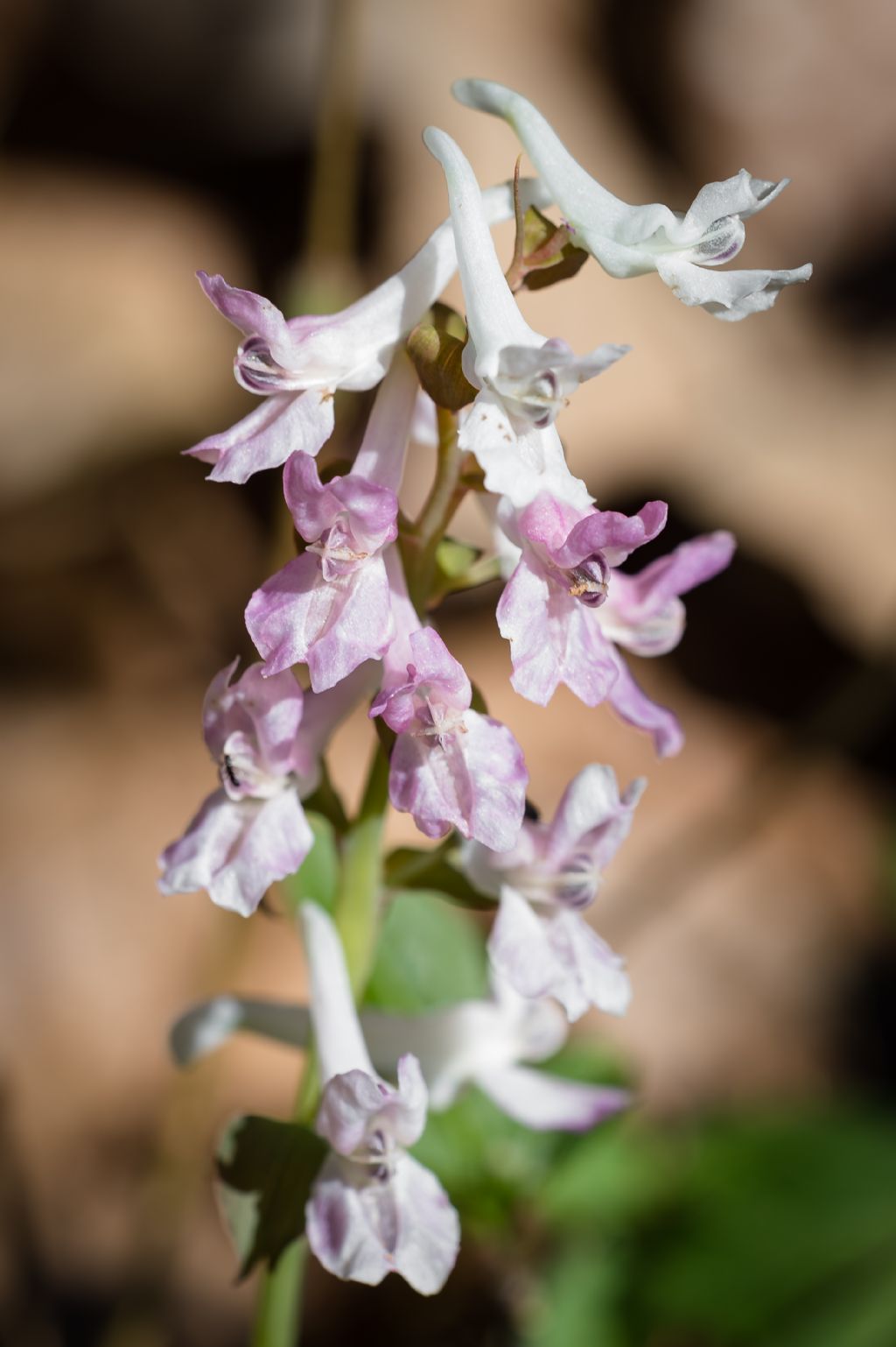Corydalis cava (Papaveraceae)