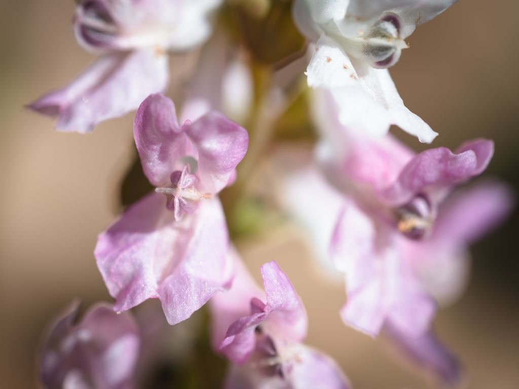 Corydalis cava (Papaveraceae)