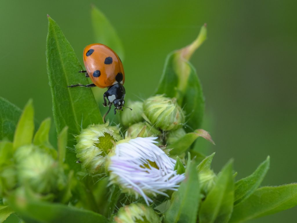 Quale Coccinella? probabile C. septempunctata.