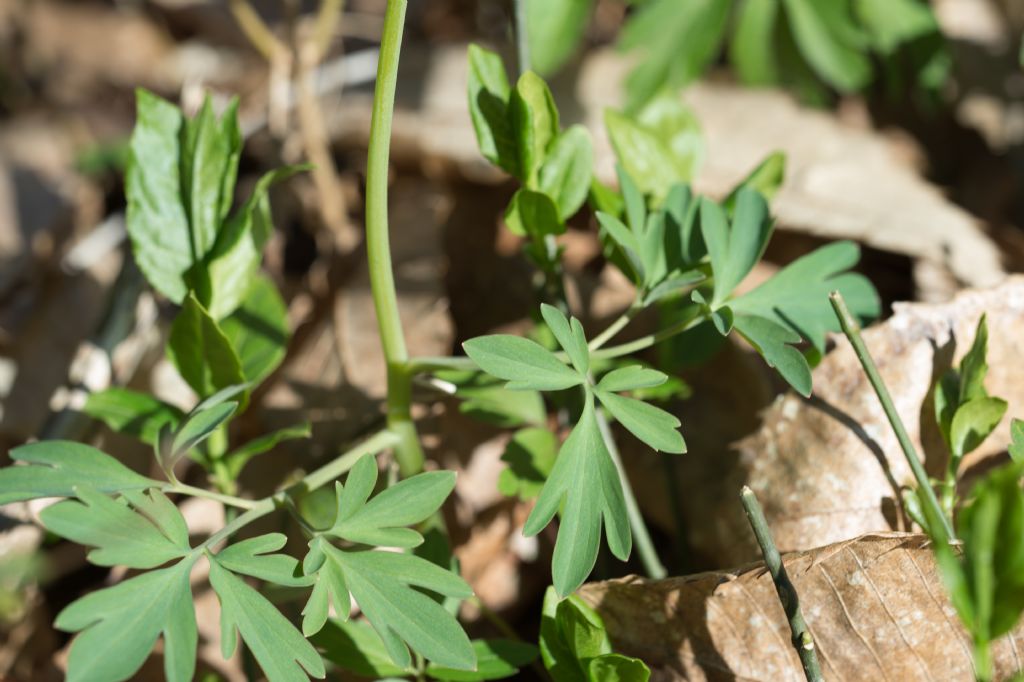 Corydalis cava (Papaveraceae)