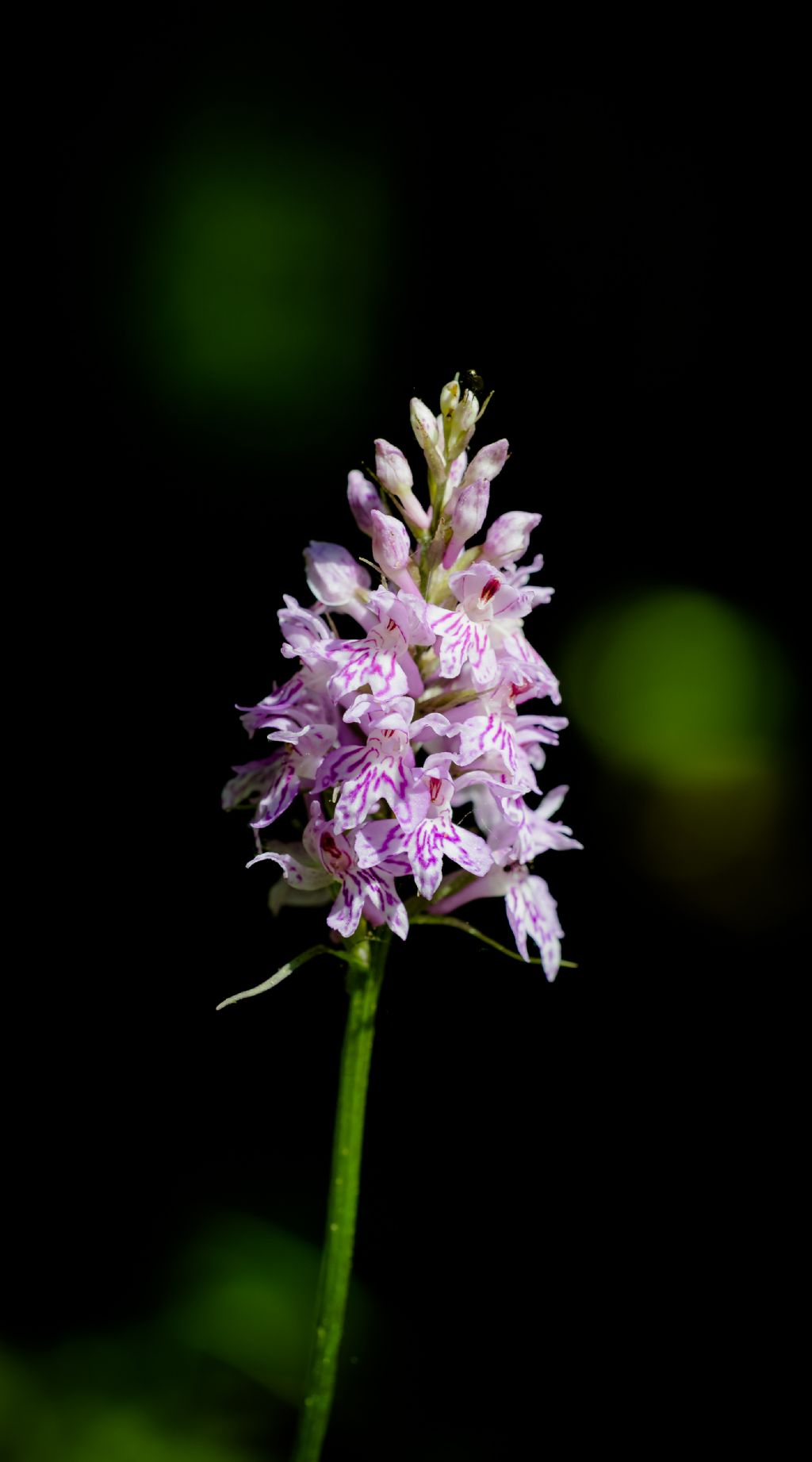 Dactylorhiza maculata?