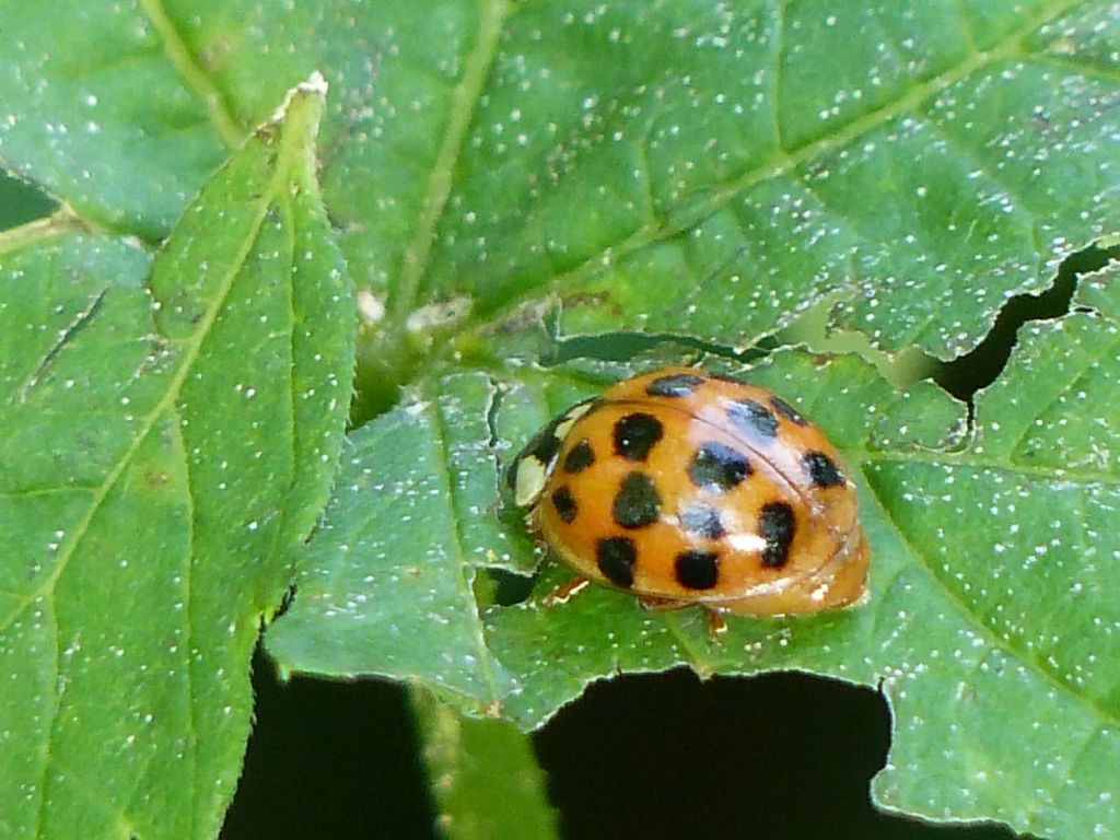 Altra Coccinella da determinare: ancora Harmonia axyridis