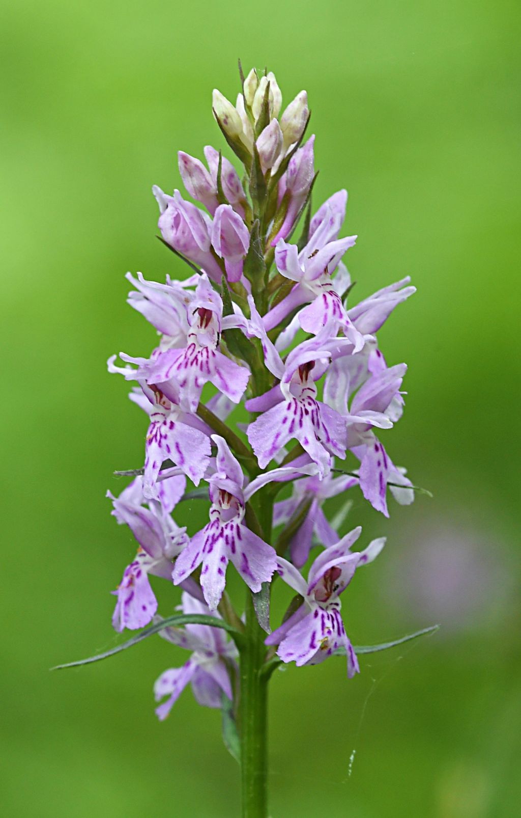 Dactylorhiza maculata?