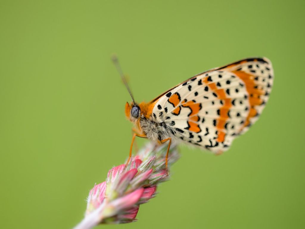 Melitaea Didyma?  S !