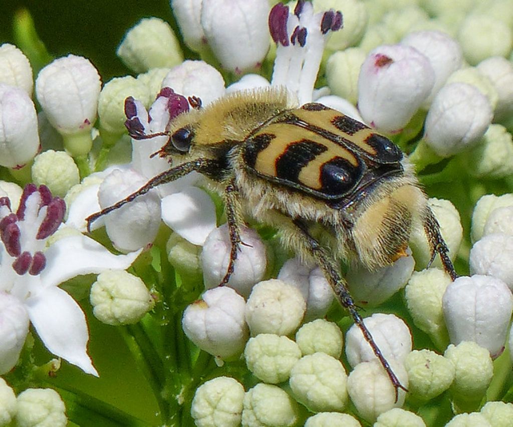 Cetoniidae: Trichius zonatus (= gallicus) o T. sexualis