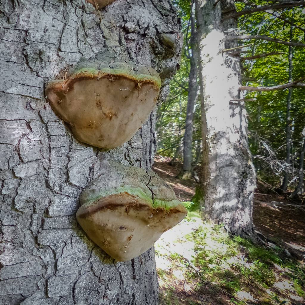 Fomitopsis pinicola?