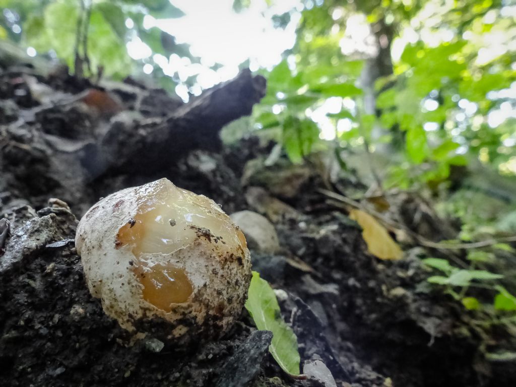 Phallus impudicus?