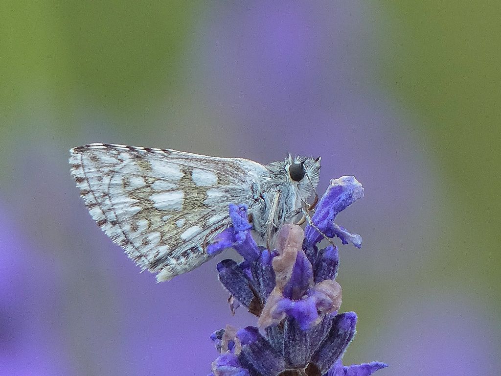 Farfalla da identificare