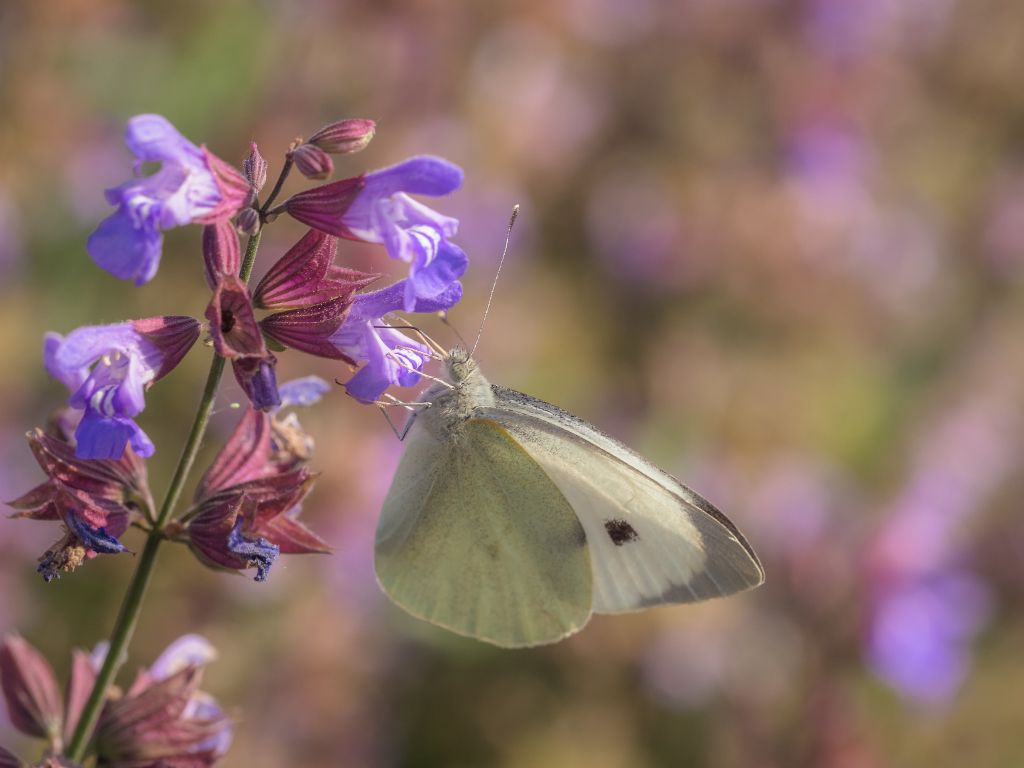 Farfalla da determinare: Pieris brassicae - Pieridae