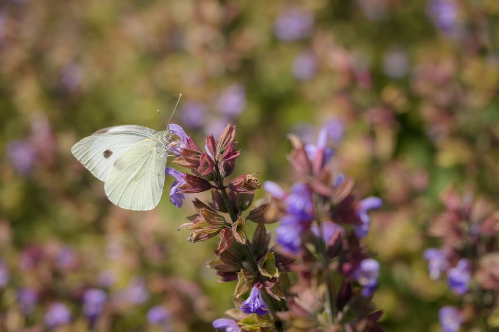 Farfalla da determinare: Pieris brassicae - Pieridae