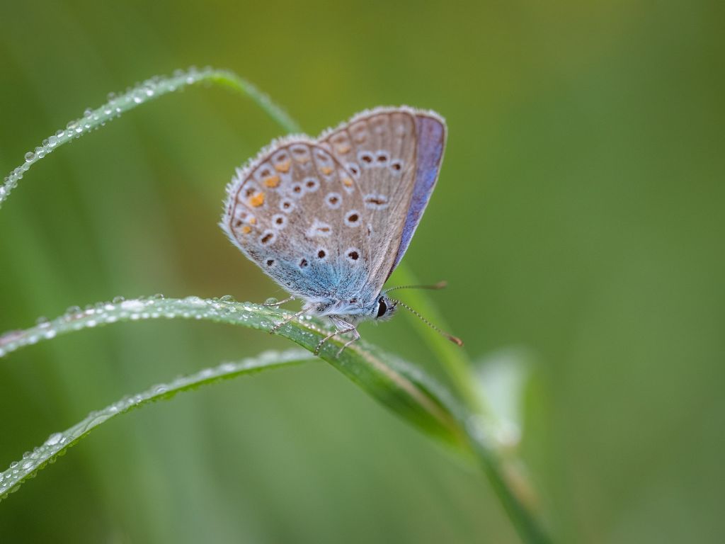 Polyommatus icarus?  S !