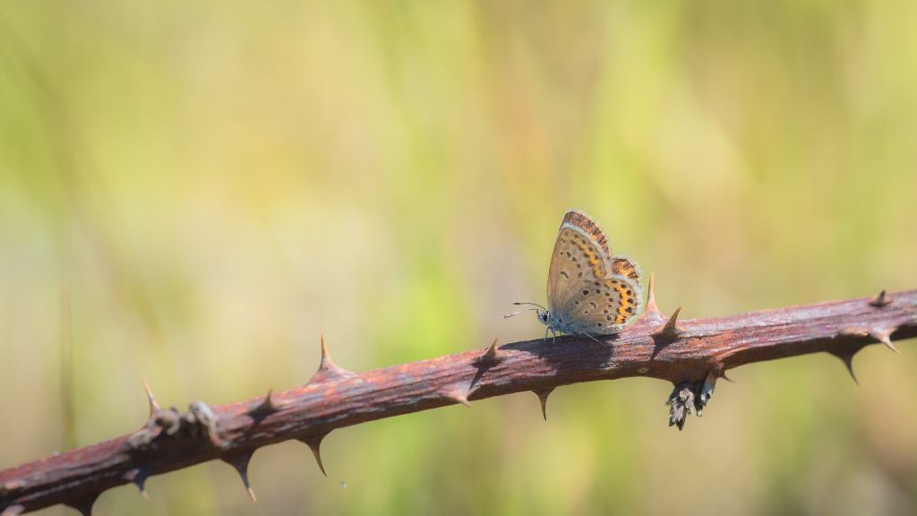 Altro Lycaenidae:  Plebejus cfr. argus, femmina