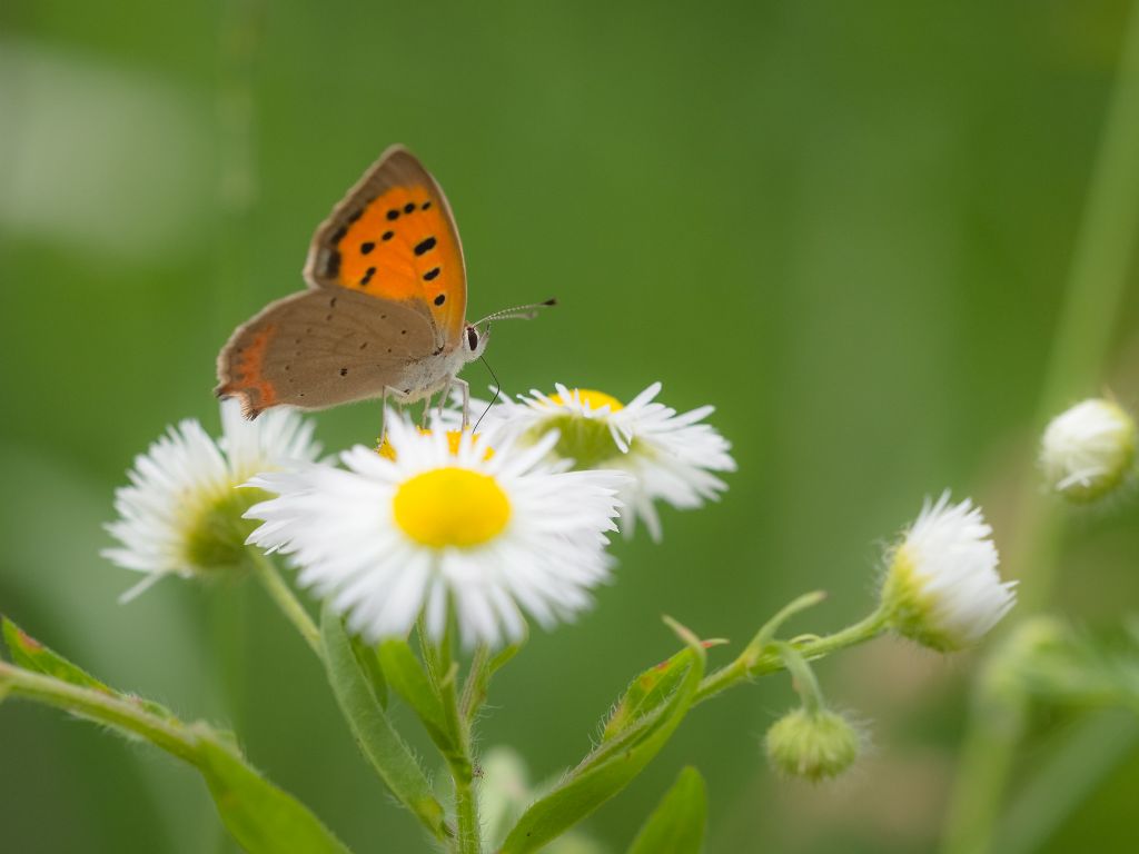 Lycaena? Quale?  Lycaena phlaeas