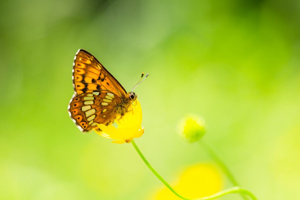 Hamearis lucina - Riodinidae