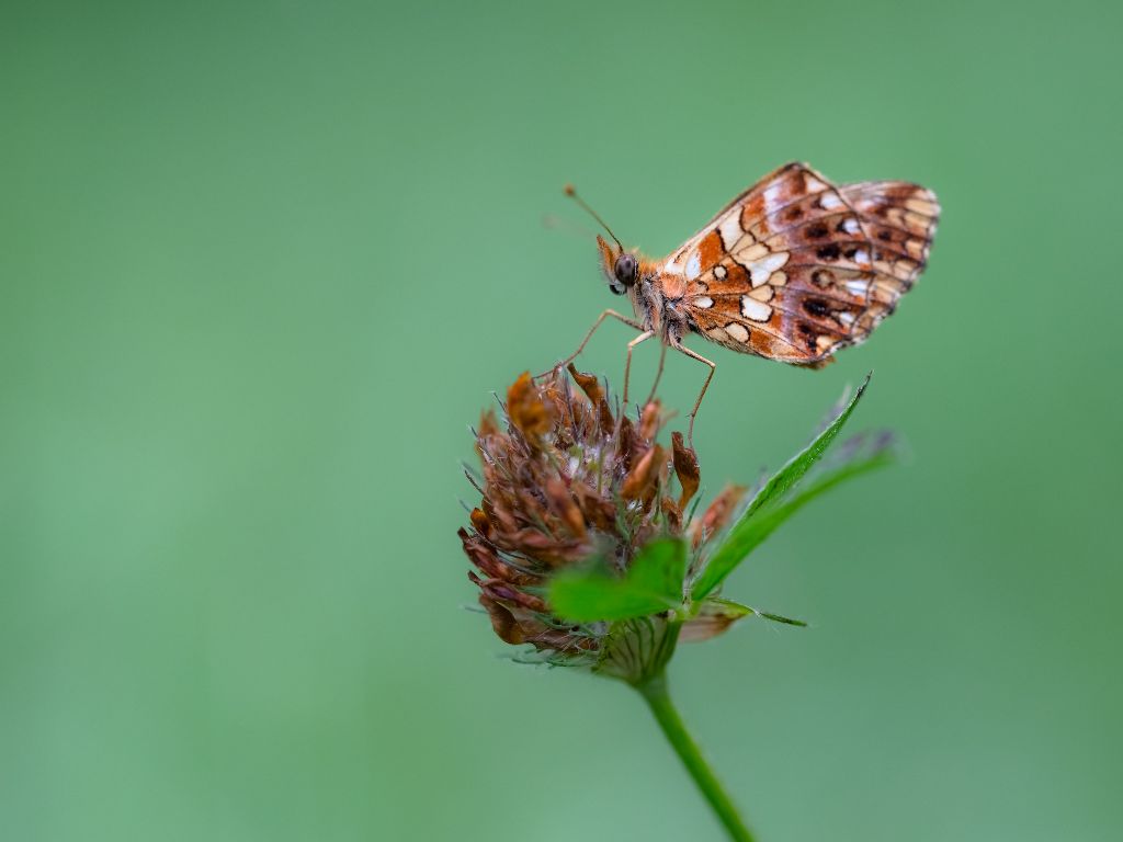 Lepidottero da identificare