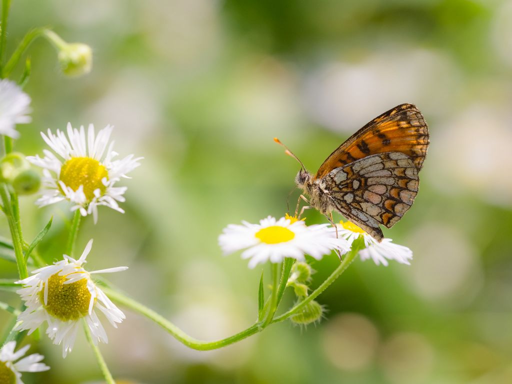 Melitaea nevadensis  - Nymphalidae
