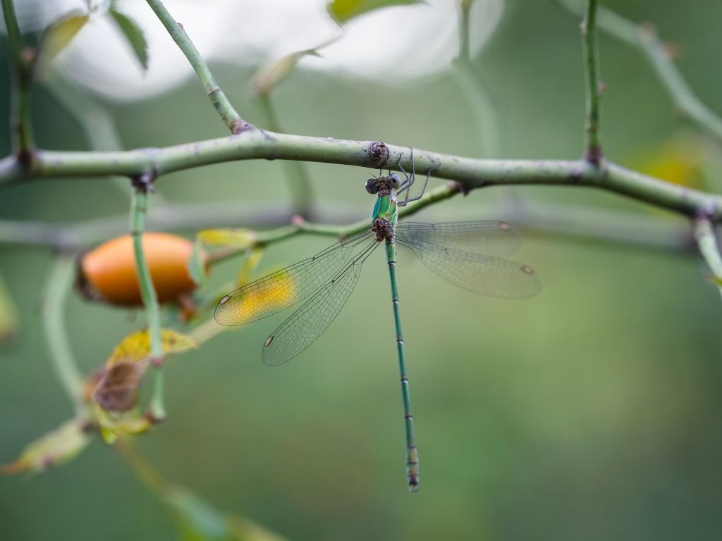 Quale Lestes? Chalcolestes cfr. viridis