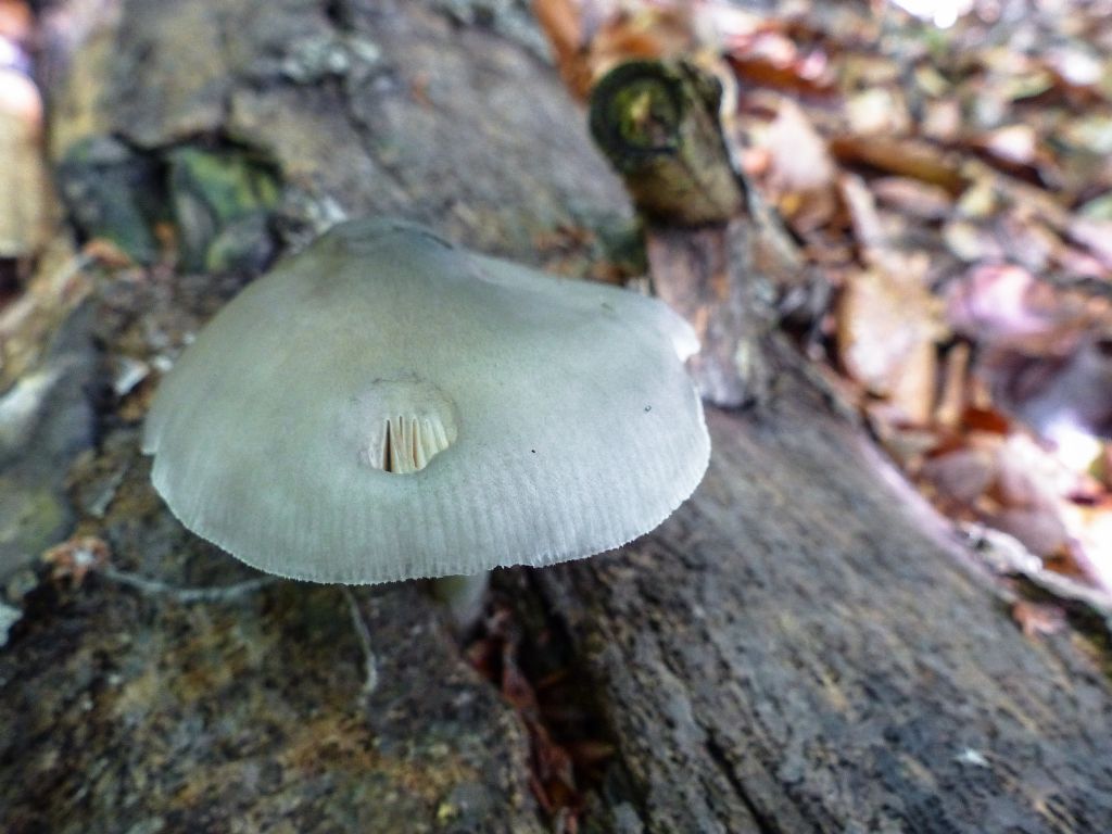 Fungo da identificare