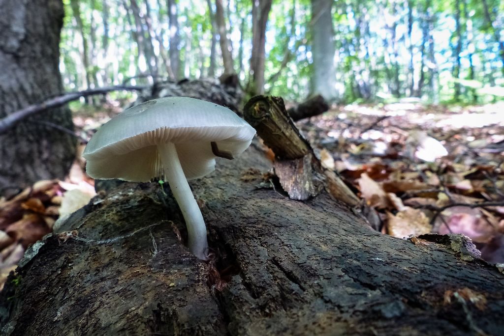 Fungo da identificare