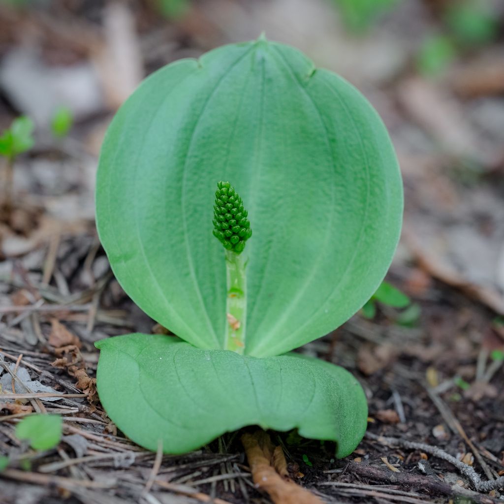 Listera ovata