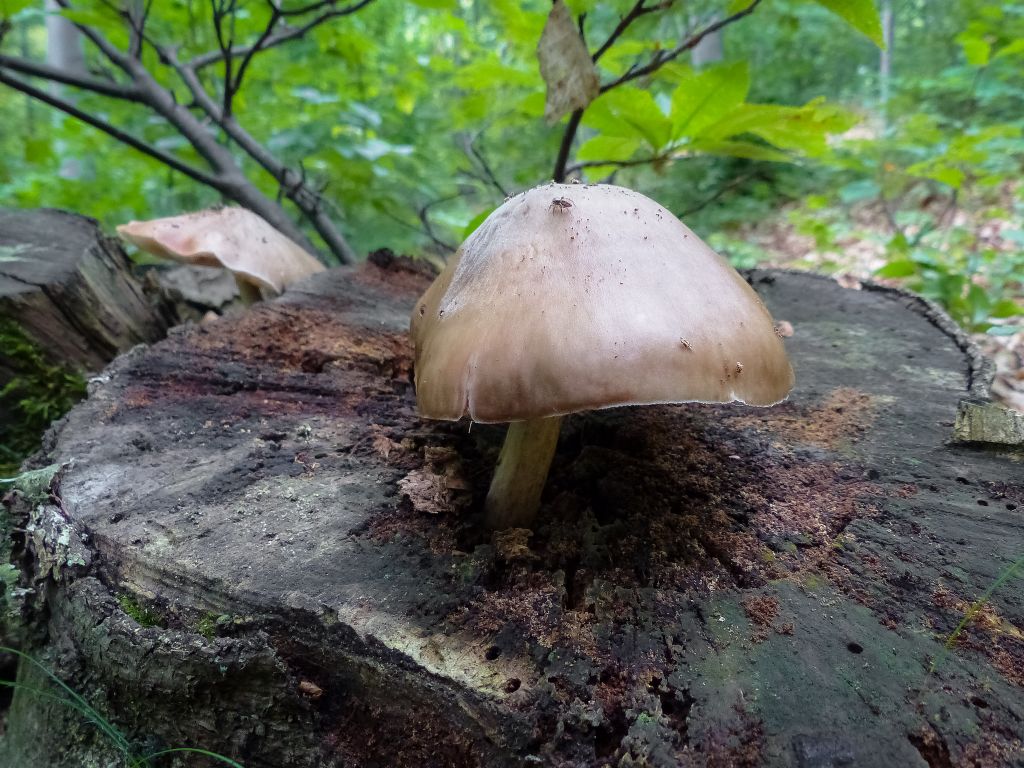Fungo da identificare