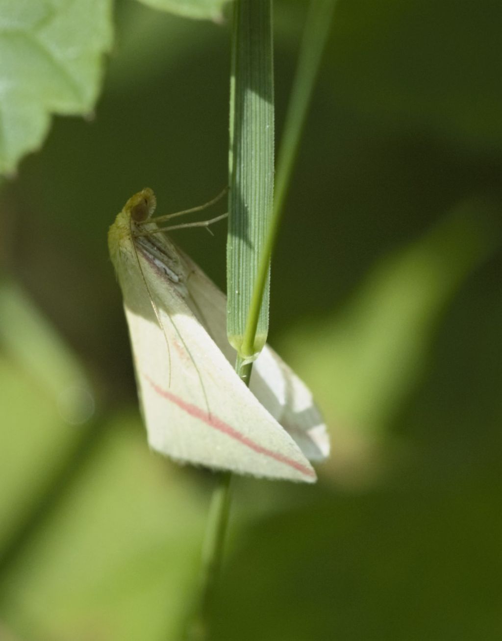 Lepidottero da identificare 2: Rhodometra sacraria - Geometridae
