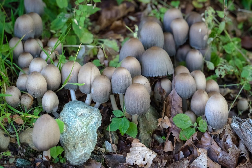 Coprinellus disseminatus?