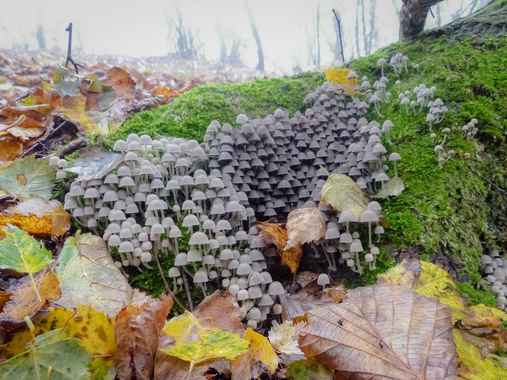 Coprinellus disseminatus?