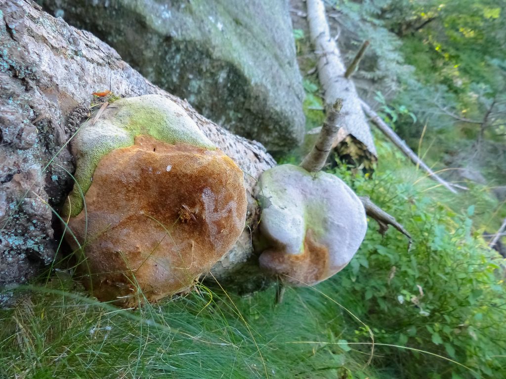 Fomitopsis pinicola?