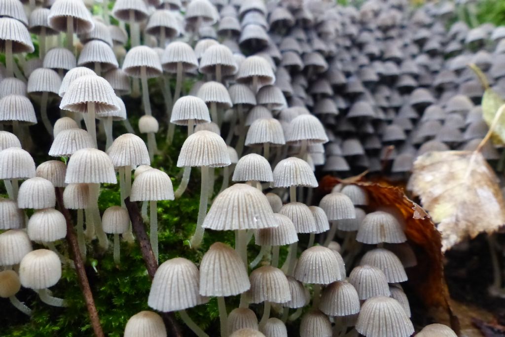 Coprinellus disseminatus?