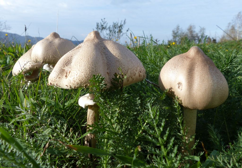 Lepiota mastoidea?