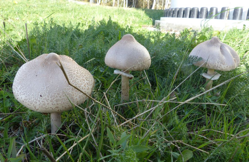 Lepiota mastoidea?