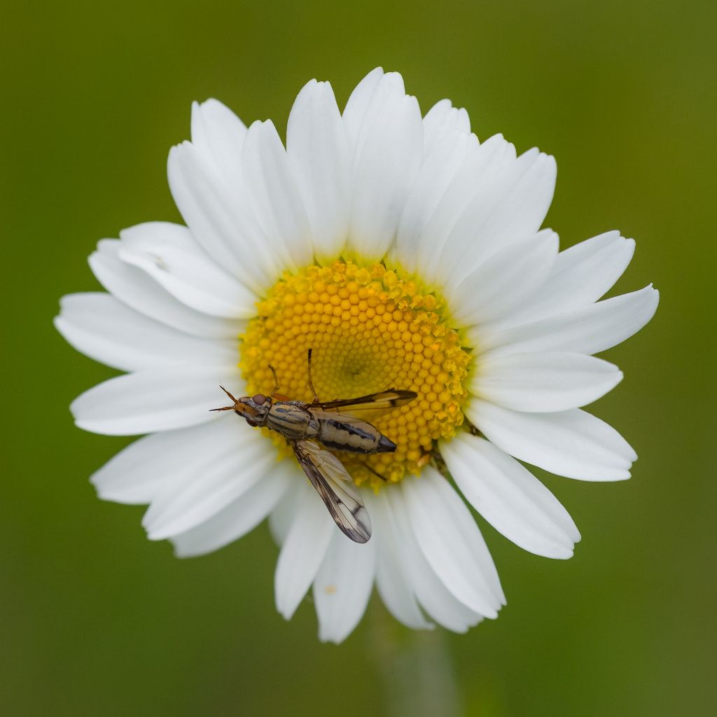 Ulidiidae: Dorycera? Quale? Dorycera grandis, femmina