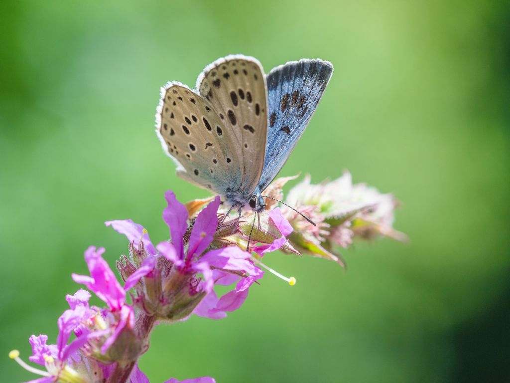 Licenide da identificare:  Phengaris arion