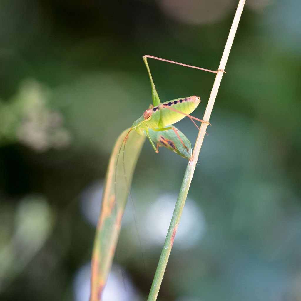 Phaneropteridae: Leptophyes laticauda (cfr.)