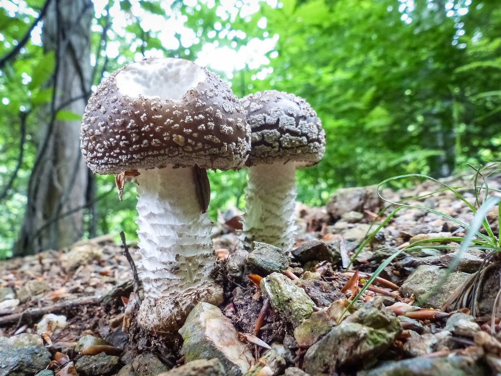 Quale Amanita?