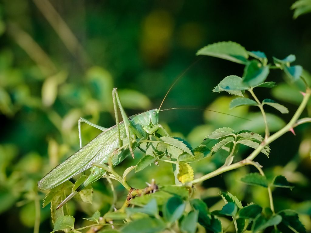 Phaneroptera?