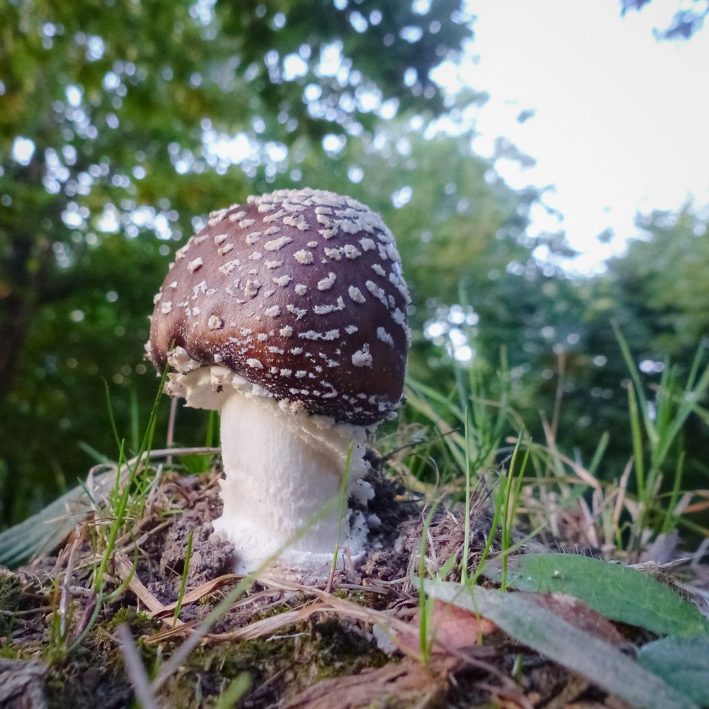 Amanita pantherina?