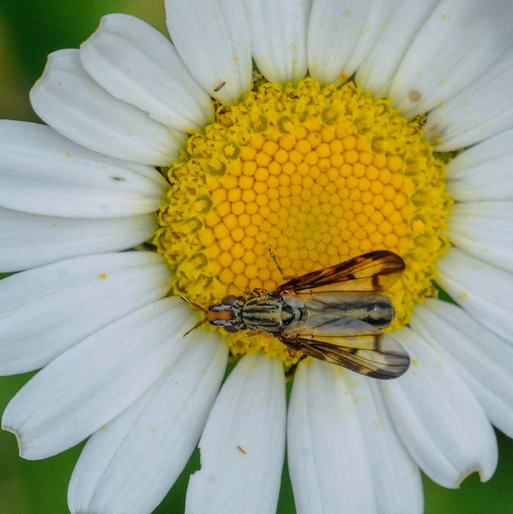 Ulidiidae: Dorycera? Quale? Dorycera grandis, femmina